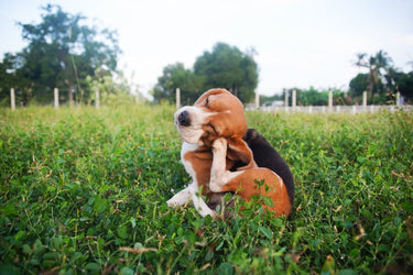 12 Signs Your Dog is Suffering from Seasonal Allergies