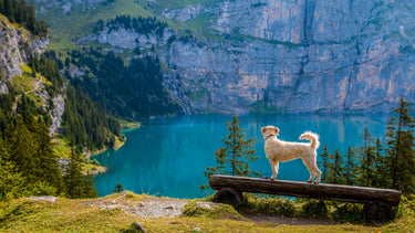 4 Tips to Maintain Your Dog’s Joint Health This Summer