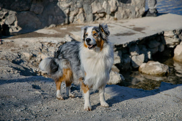 5 Dog Skin Care Tips to Make Coat Care Easy