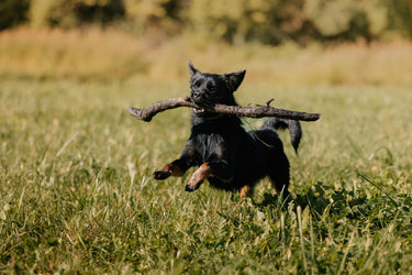5 Signs of Joint Issues in Dogs & Cats