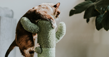 5 Spring Pet Care Tips