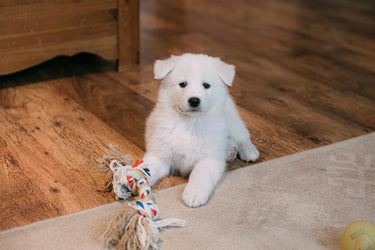 5 Tips for Puppy-Proofing Your Home