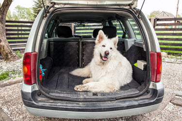 5 Tips for Stress-Free Car Rides with Your Dog