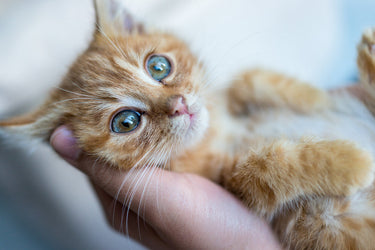 6 Things that Scare and Stress Cats