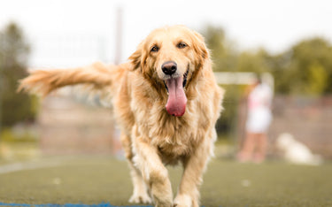 7 Signs of Aging in Senior Dogs