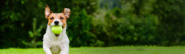 Behavior Tips: What Leads to Stress in Cats and Dogs and How Can You Help?