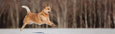 Understanding Pet Joint Health