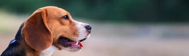Understanding Pet Stress