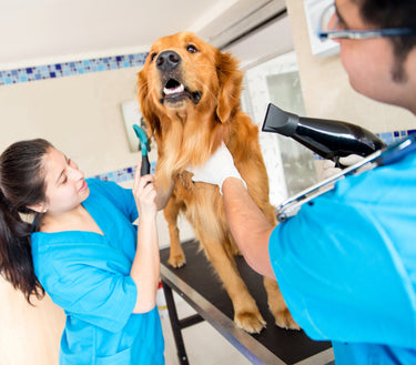 Are You Using the Right Dog Brush?