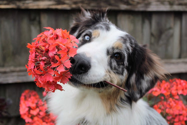Combining Allergy and Immune Support for Dogs for Maximum Benefit