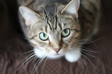 Homemade Cat Toothpaste: Recipe, Brushing Tips & Vet Advice