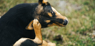 Dog Seasonal Allergies: A Guide to Signs, Causes, and What Can Actually Help