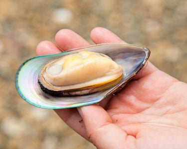 Green Lipped Mussel for Dogs: Benefits, Amounts & What the Science Says