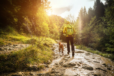 Hemp Chews for Dogs: What Pet Parents Need to Know