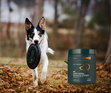 HMB: The Dog Muscle Supplement Your Senior or Active Dog Needs