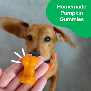 Pet-Safe Recipes: Homemade Pumpkin Pet Gummies