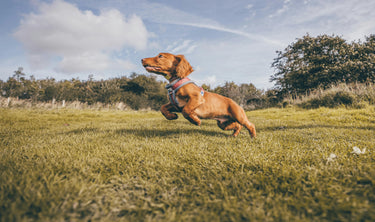 How Does Glucosamine Help Dogs?