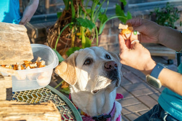 How to Give Dogs and Cats Supplements: VetriScience Tips & Tricks