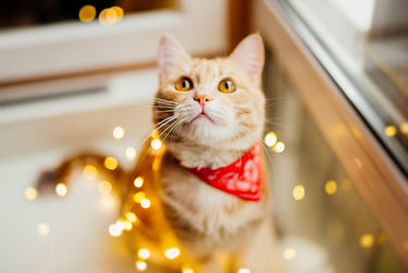 How to Keep Your Pets Happy and Healthy Over the Holidays