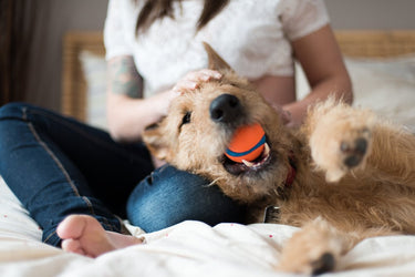 Vet Reviewed: Is Bad Breath in Dogs a Sign of Problems?