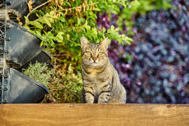 Is Rosemary Safe for Cats? Exploring the Herb, Extract, & Oil