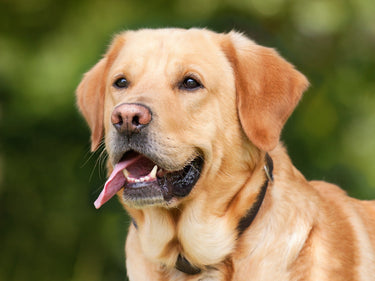 How to Take Care of Your Pet's Dental Health
