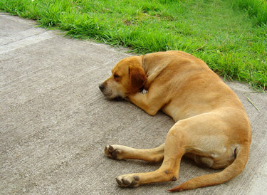 Signs of Stress in Dogs: What to Watch for and What to Do