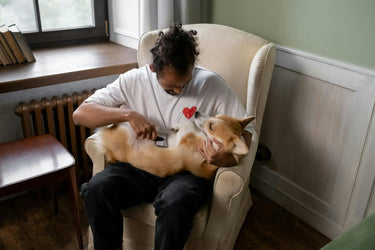 The Best Dog Brushes by Coat Type: the Vet-Approved Guide