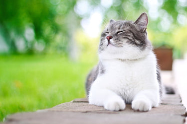 What Does Lysine Do for Cats?  A Vet-Reviewed Guide to L-Lysine & Feline Immune Support