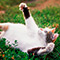 Alt attribute not provided for this image